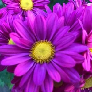 Meet your Posher, Jan